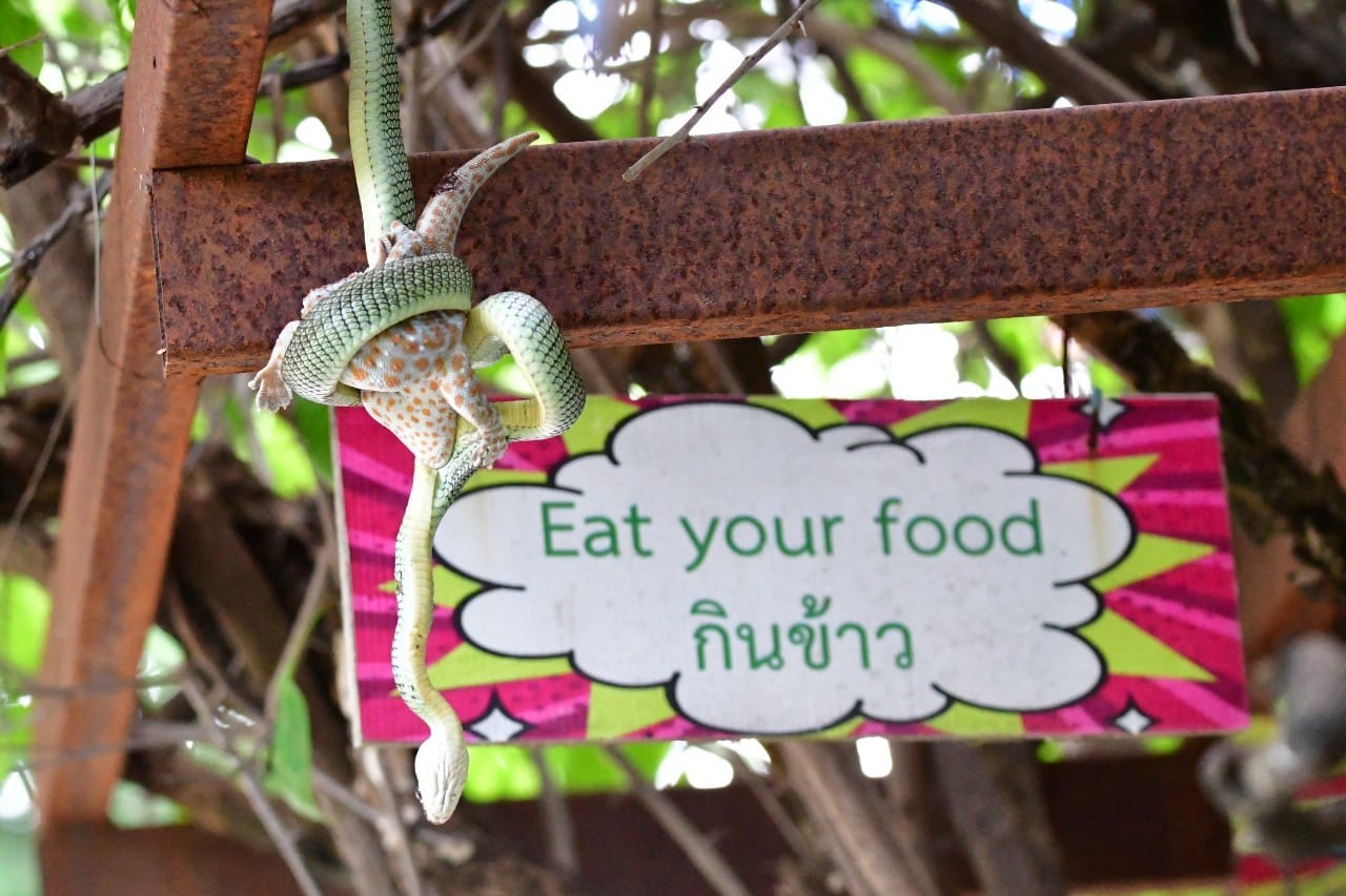 งูเขียว ตุ๊กแก