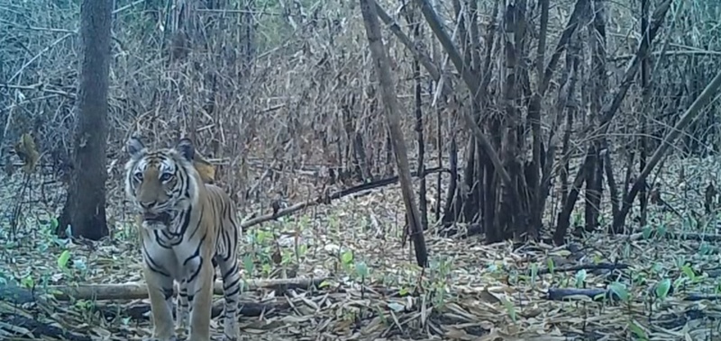 ไฟไหม้ป่า