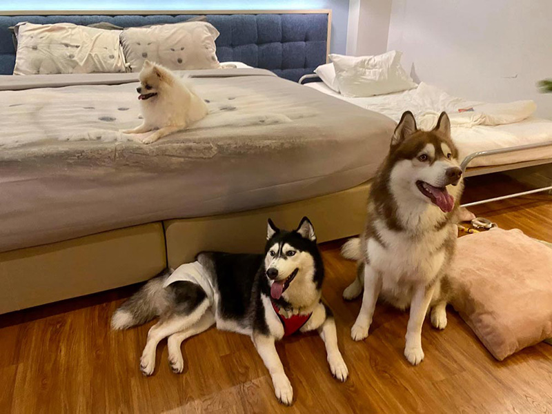 โรงแรม Pet Friendly