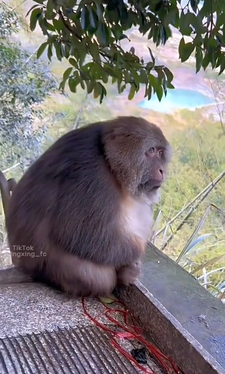 ป้อนกล้วย