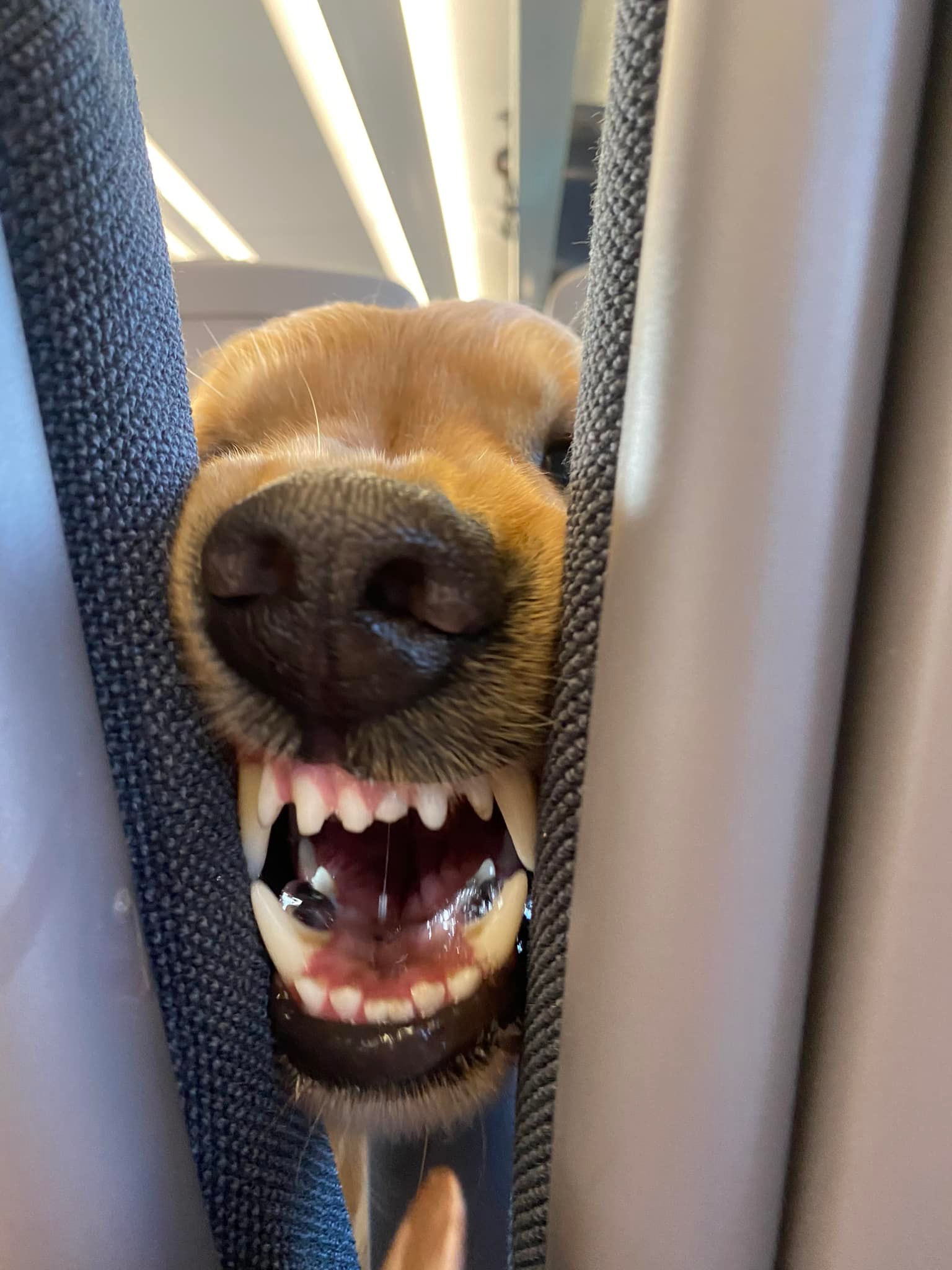 หมาโกลเด้น