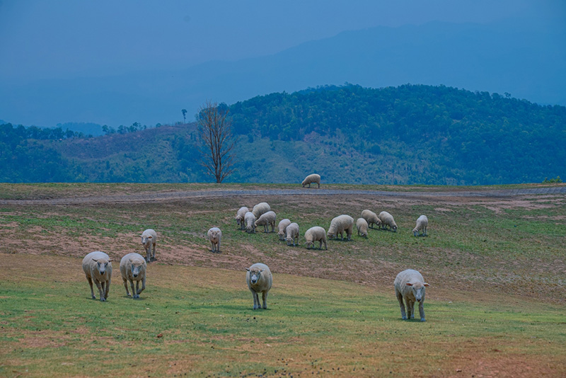 ร้านคาเฟ่บนดอย Abonzo Yama Mitsu