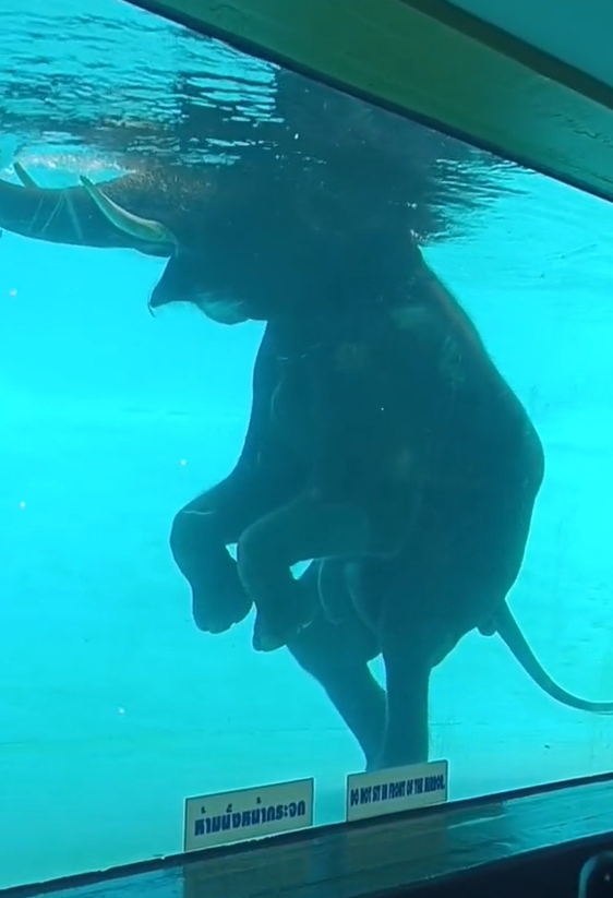 ช้างว่ายน้ำ