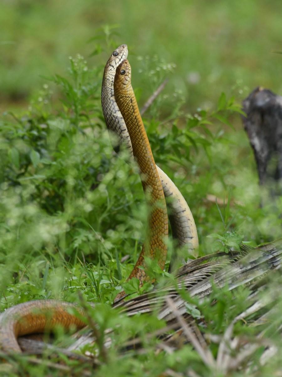 งูสู้กัน