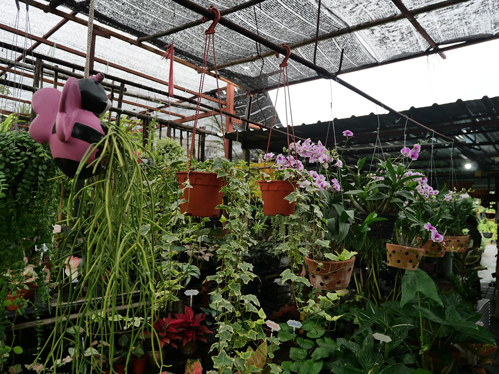 ตลาดต้นไม้