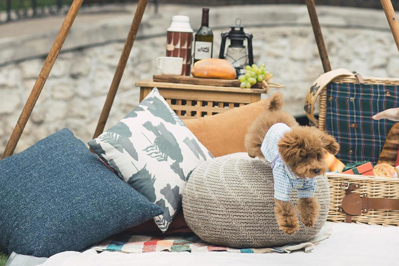 โรงแรม Pet Friendly