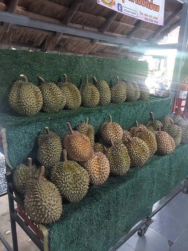 สวนผลไม้จันทบุรี 2569 สวนสาวสุดใจ