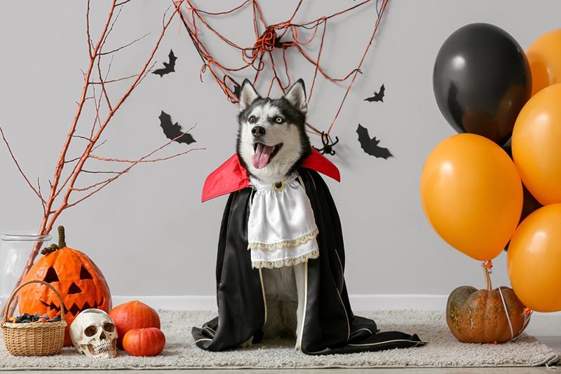 หมา ฮาโลวีน