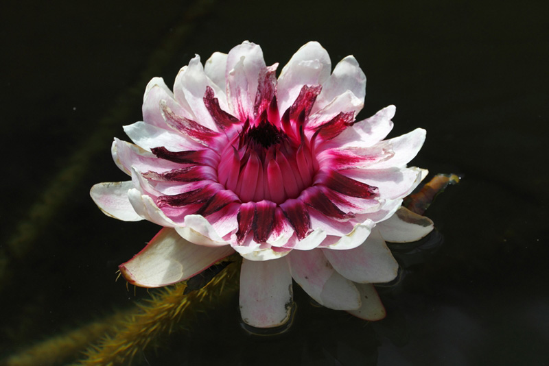 บัวกระด้งหรือบัววิคตอเรีย