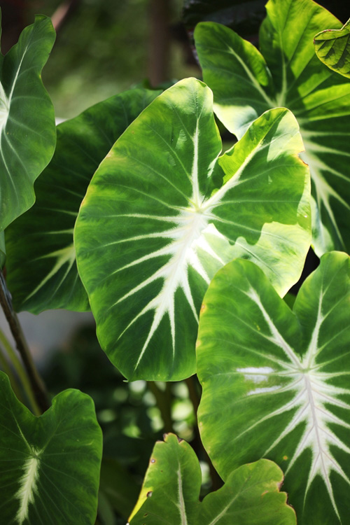 Colocasia Nancy Revenge