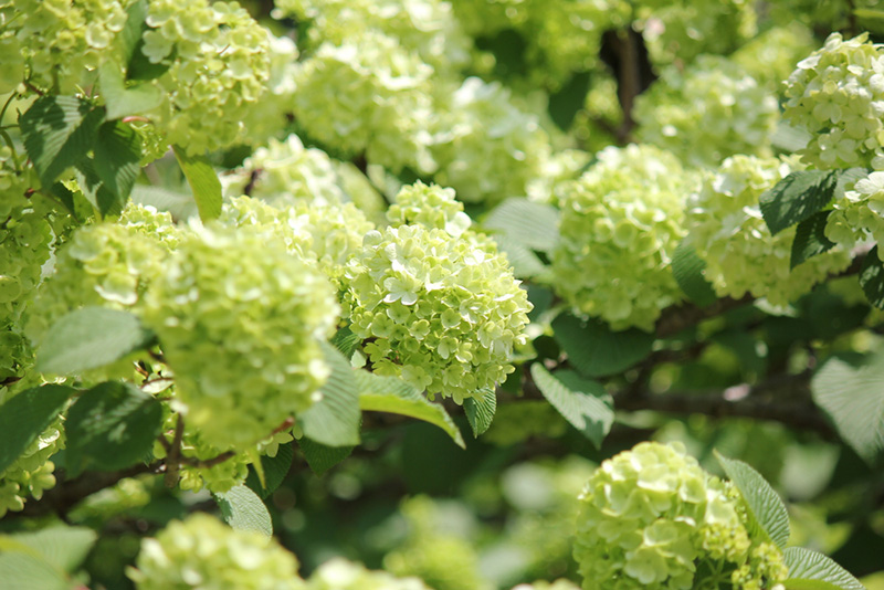 ดอกไฮเดรนเยียเขียว