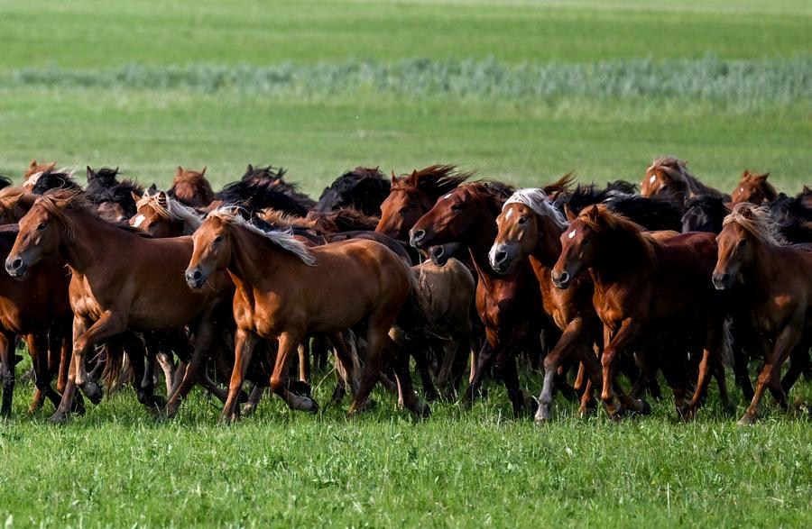 ทุ่งหญ้ามองโกเลีย