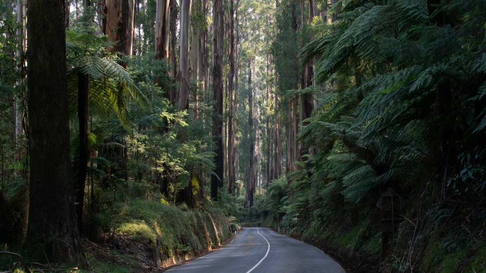 Black Spur