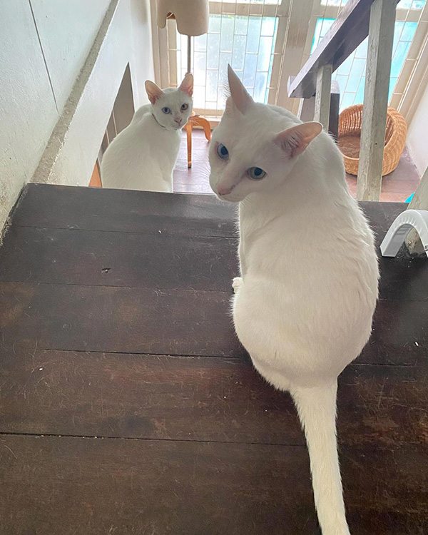 คาเฟ่แมว