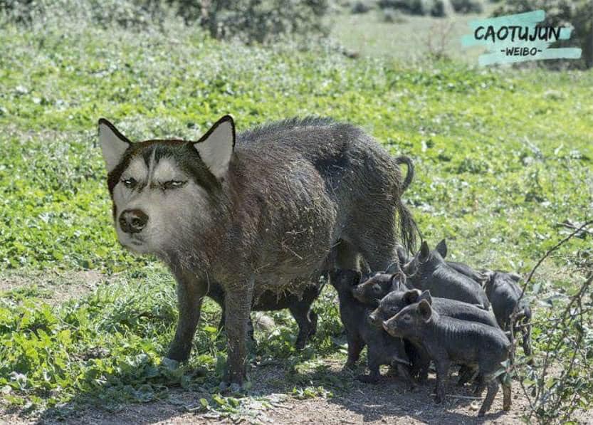 ไซบีเรียน ฮัสกี้