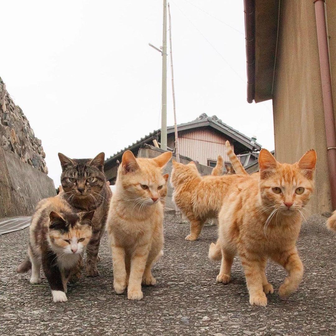 แมวจรญี่ปุ่น