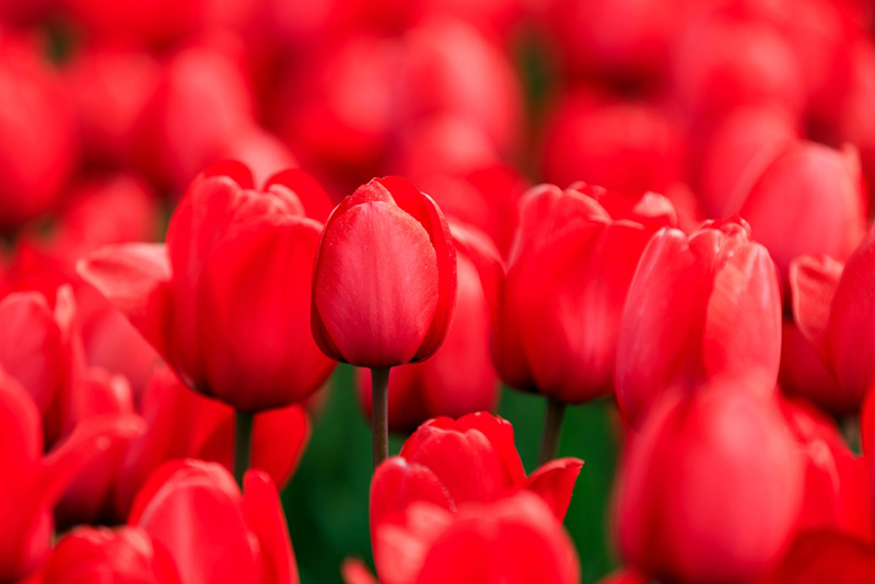 ดอกไม้ประจำราศีเมษ