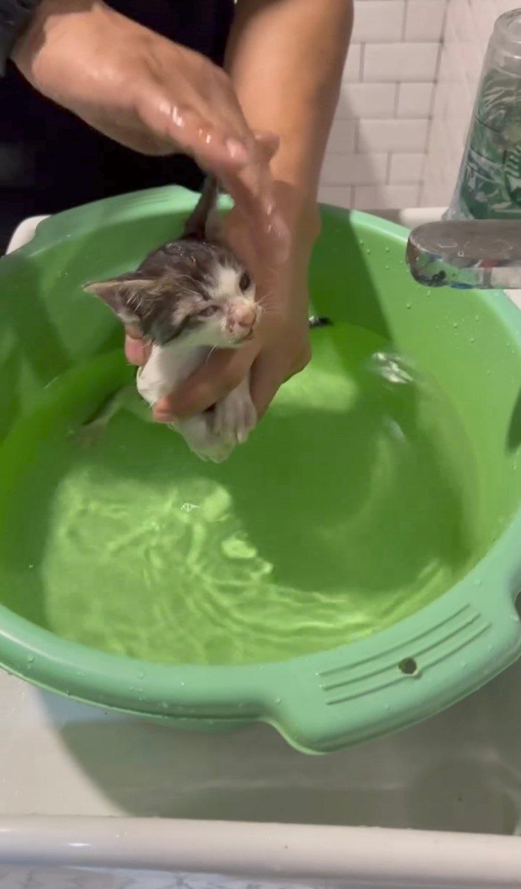 ก๊อต จิรายุ แมว