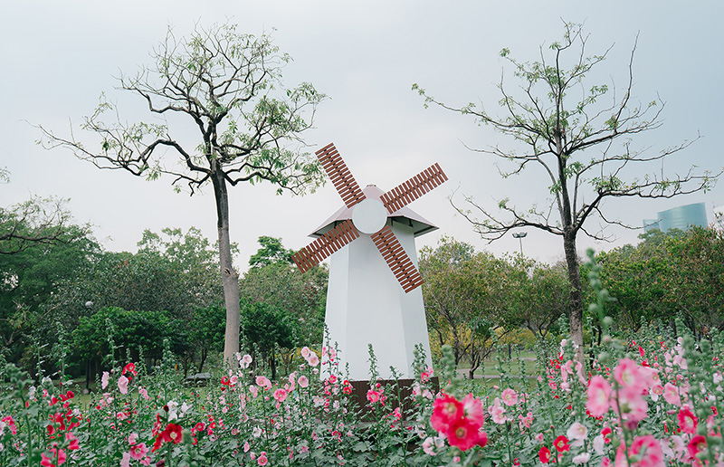 ทุ่งดอกฮอลลี่ฮ็อค สวนจตุจักร