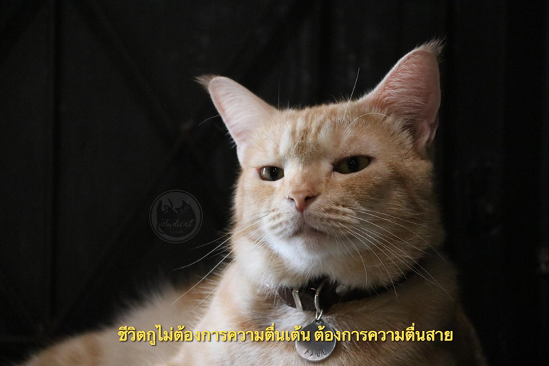Meme แมว