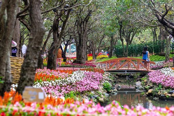 มหกรรมไม้ดอกอาเซียนเชียงราย 2019 ดอกไม้เมืองหนาวเตรียมบานสะพรั่งริมน้ำกก