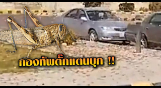 ตั๊กแตน