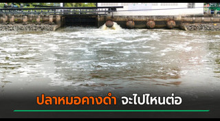 ปลาหมอคางดำ