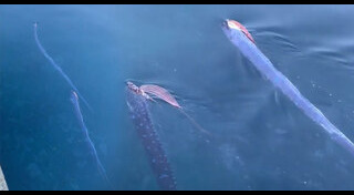 ปลาหายาก