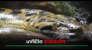 งูรัดคน