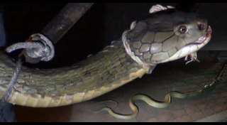 จับงูจงอาง