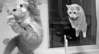 รูปแมวตลกๆ