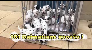 ดัลเมเชียน