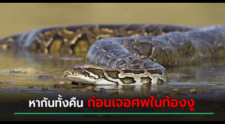 งูกินคน