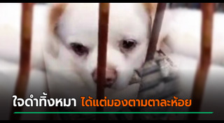 สุนัขถูกทิ้ง
