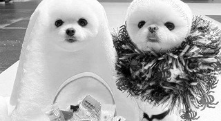 ของใช้สุนัข