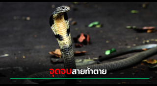 งูเห่ากัด