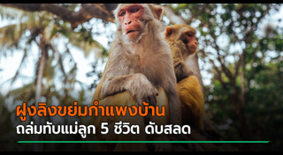 กำแพงบ้าน