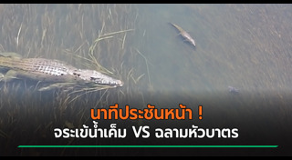 ฉลามหัวบาตร