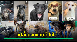 สุนัขถูกทิ้ง