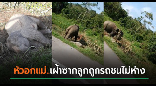 รถชนช้าง