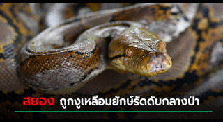 งูรัดคน