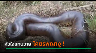 งูอนาคอนด้า