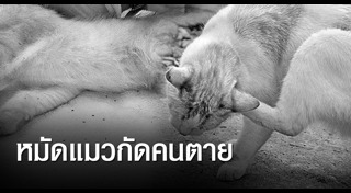 หมัดแมว