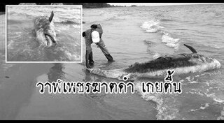 วาฬเพชฌฆาต