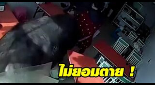 กระทิงไล่ขวิดคน