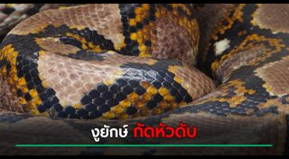 งูยักษ์