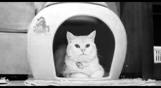 ข่าวสัตว์เลี้ยง