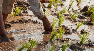 โรคหน้าฝน