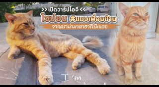 ปลอมตัวเป็นคนดัง