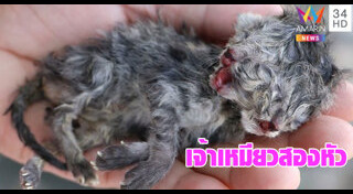 แมวเปอร์เซีย